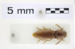 Foto (Dorsalansicht) von Athous (Orthathous) bolognai (Guglielmi & Platia, 1985) (NHMW-ZOO-COL-0008448)